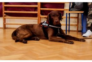 Pies asystujący w specjalnej uprzęży leży na podłodze podczas warsztatów w szkole.